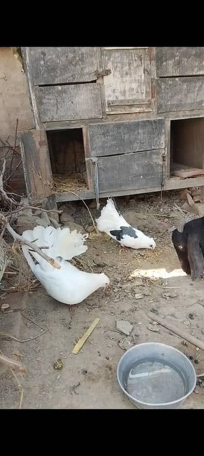 lucky kabootar for sale