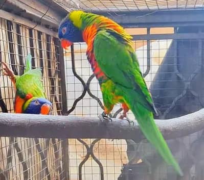 Proven Grunted Breeder Lorry/lorri Pair