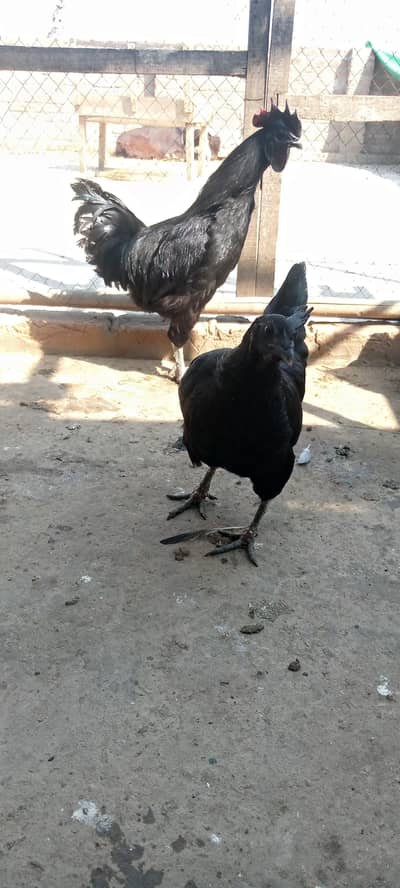 0315 494084 WHTSAPP numberAYAM CEMANI BREEDER pair for sale