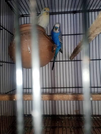 Healthy and active breeder pair