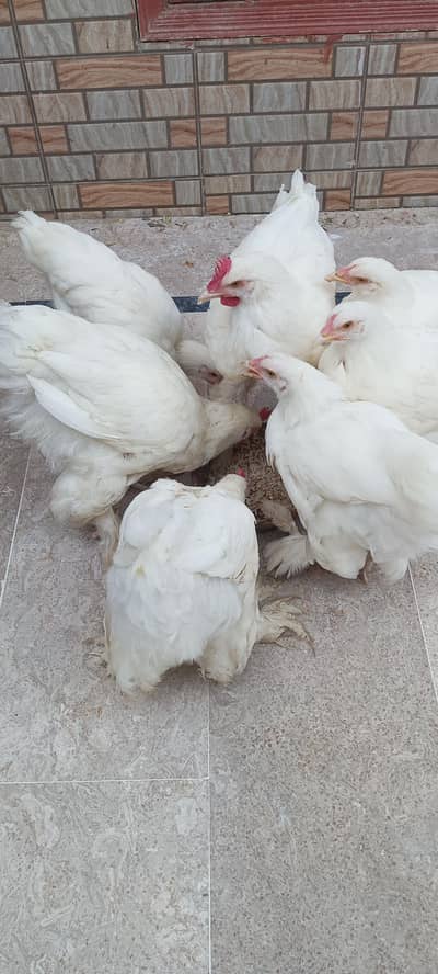 white heavy buff for sale in reasonable price