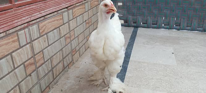 white heavy buff for sale i