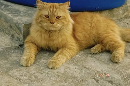 Beautiful Persian male cat