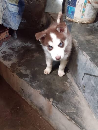 Siberian husky puppies available/husky dog puppy