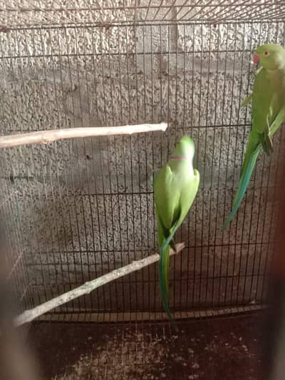 green ringneck parrot