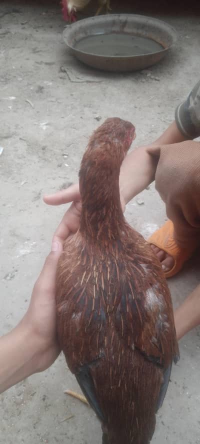 Mainwali Aseel Active and Healthy Murgi  for sale