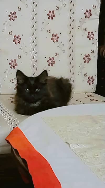 Double coat  Male ha  4 months Litter trained