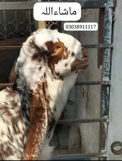 Show quality Beetal Kids Available|Beetal bacha|بیتل بکری|breeder|