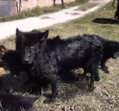 Imported Black German shepherd for sale