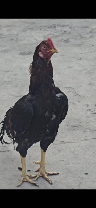 Aseel Murgha For Sale