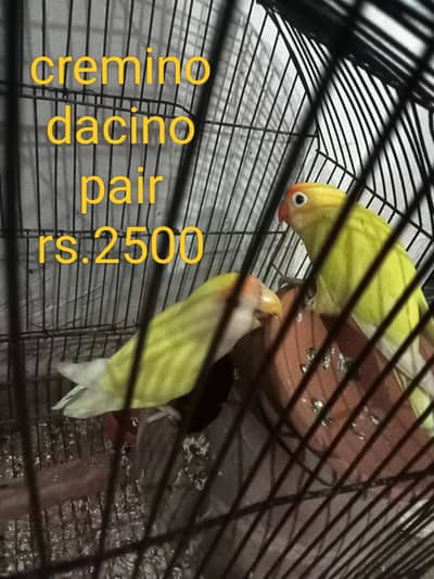 love bird breeder pairs,