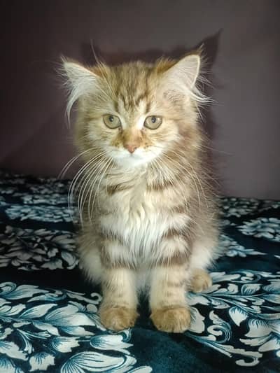 female kitten for sale