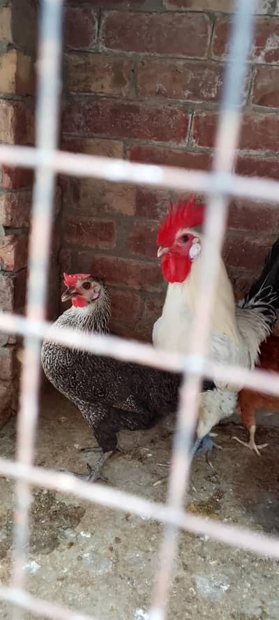 urgent sale  3 female  1 male