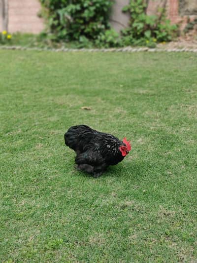 bantam male |black bantam|03409062402