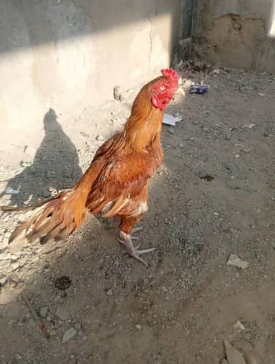 miawali mazboot breeder murga