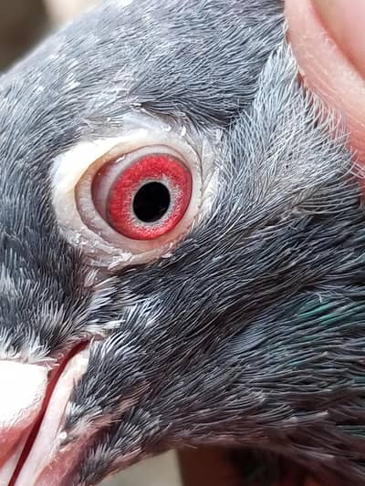 kasuri kamagar lal ankhon me 03079791014