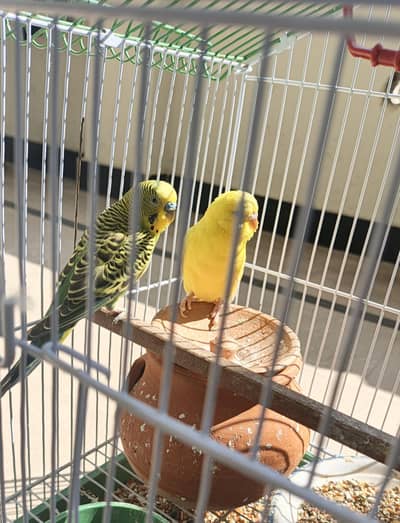 "Healthy Budgie Pair for Sale with Cage - Male & Female""