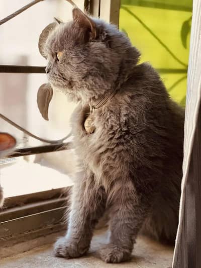 Grey Persian Cat