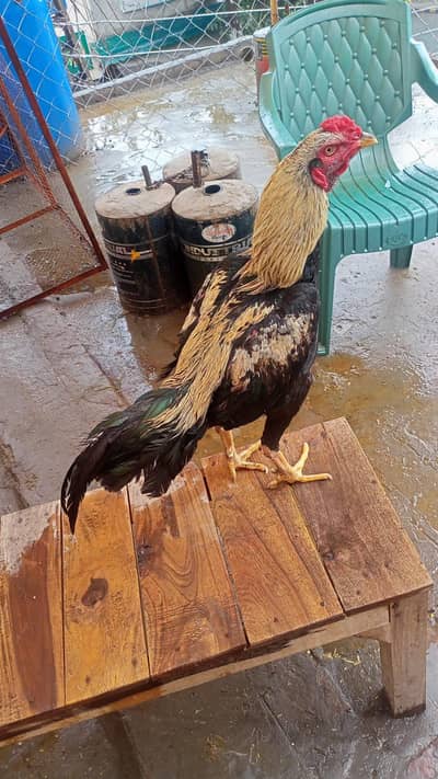 aseel java   2 male sale