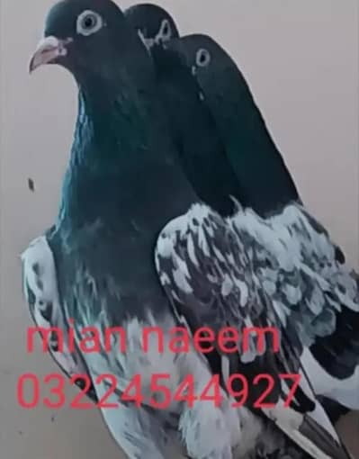 pure frozpure dubwalay pegions available