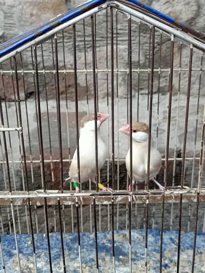 fown java silver java