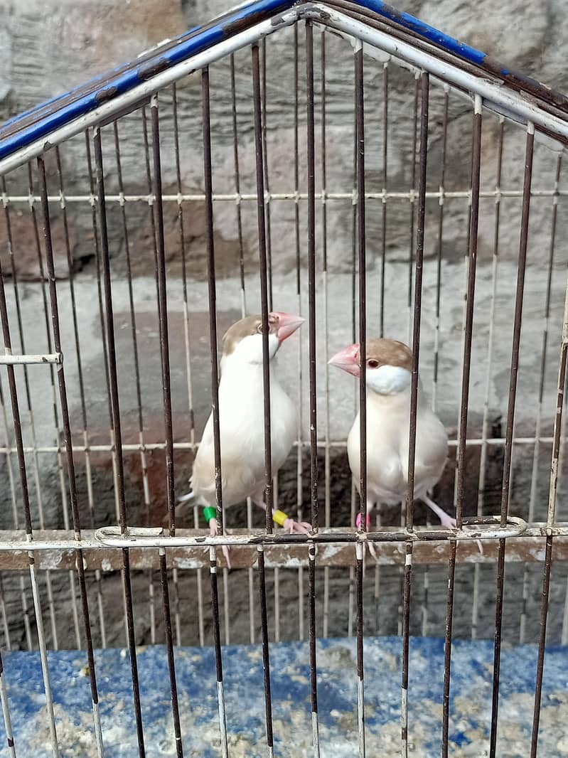 fown java silver java 0