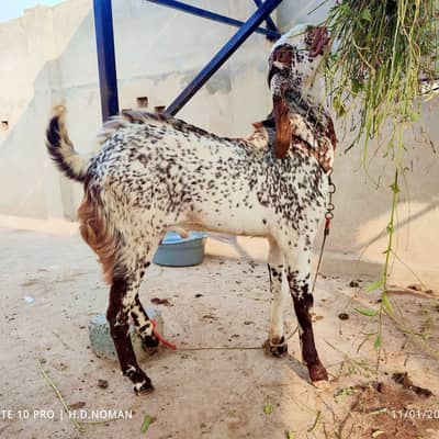 2 Dant Fresh, full Heavy  Qurbani | Breader