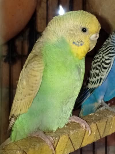 Al ok ke har jabardast hai