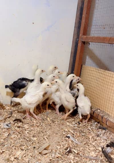 Paper White Heera Aseel