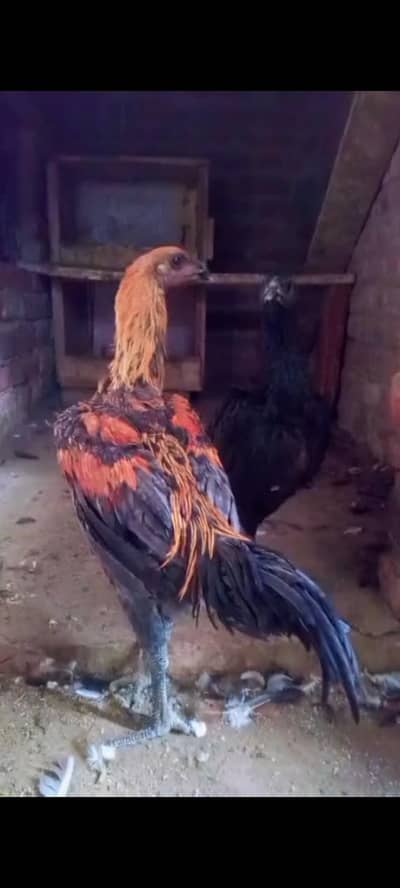 dragon chik 2.5 month age