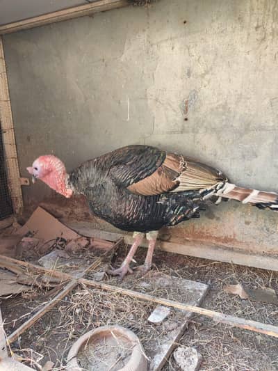 Turkey healthy and heavy male for sale