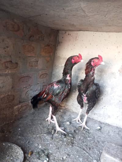 Mianwali Aseel Setup