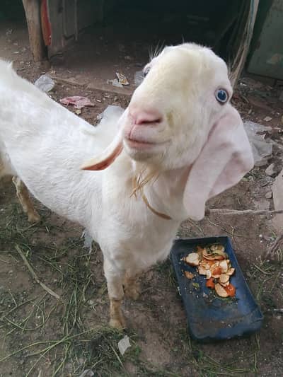 gulabi Rajan PURI BAKRA for sale