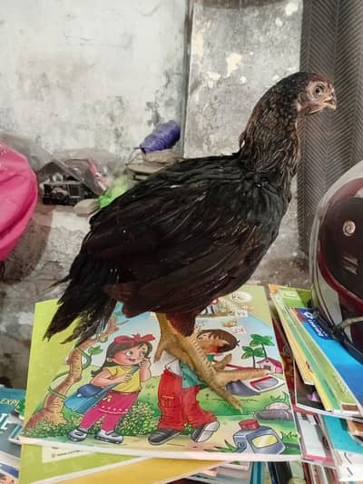 indian parat beek chiks for sale