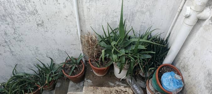 plants