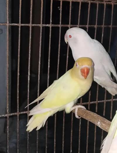 Love Birds Parrot