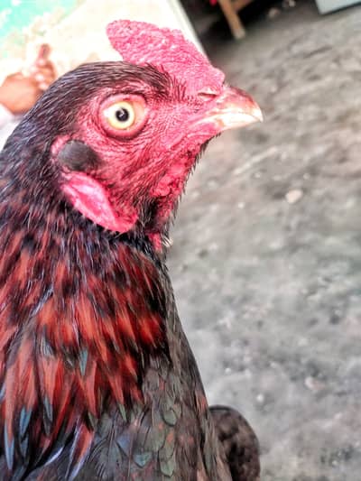 Premium Aseel Murgha – Pure Breed, Strong Body