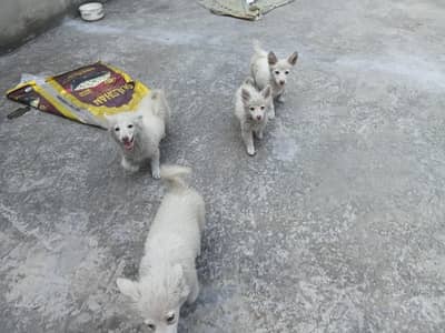 Russian breed puppies