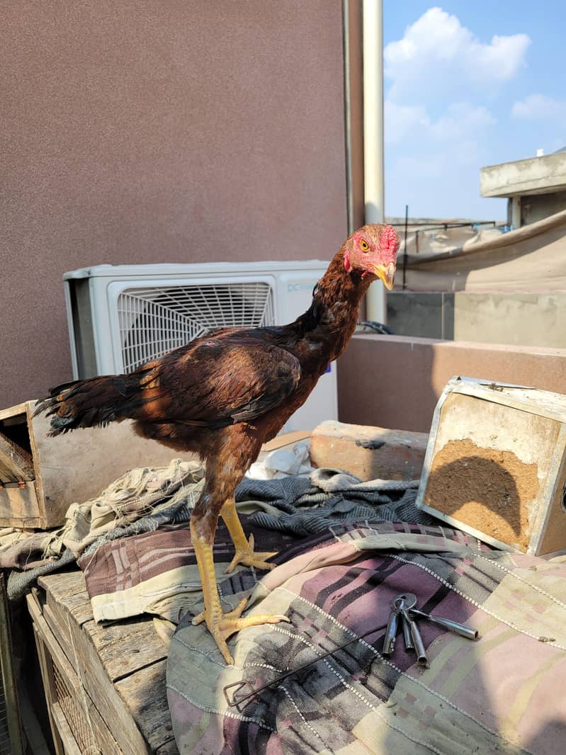 Aseel patha pathiaa 0