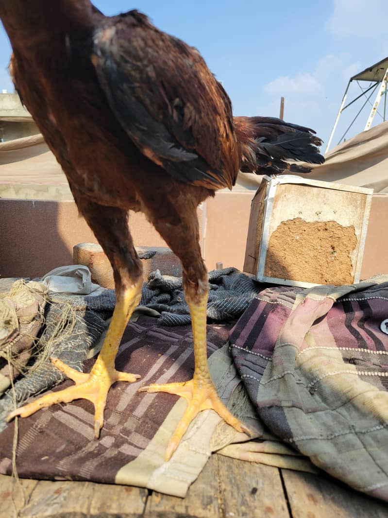 Aseel patha pathiaa 1