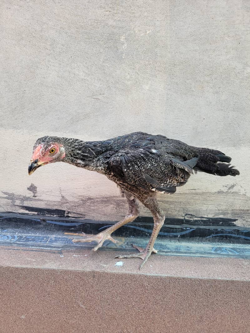 Aseel patha pathiaa 2