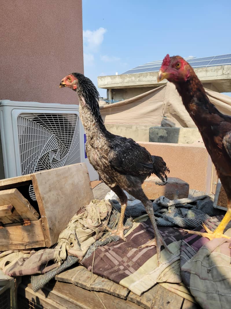 Aseel patha pathiaa 3