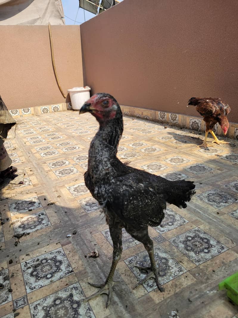 Aseel patha pathiaa 6