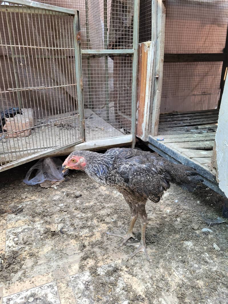 Aseel patha pathiaa 7