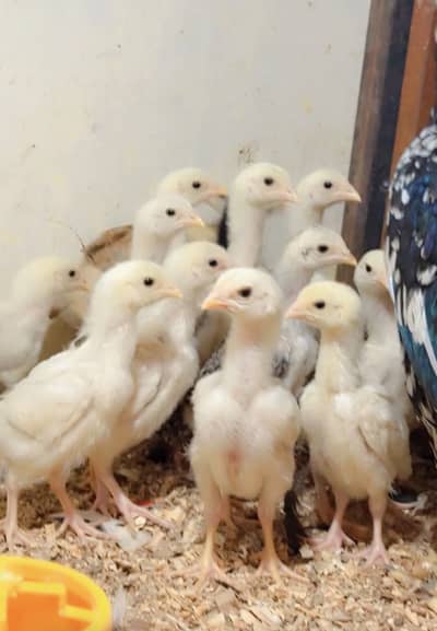 White Shamo & Heera Chicks
