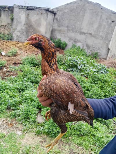 Galwa hen
