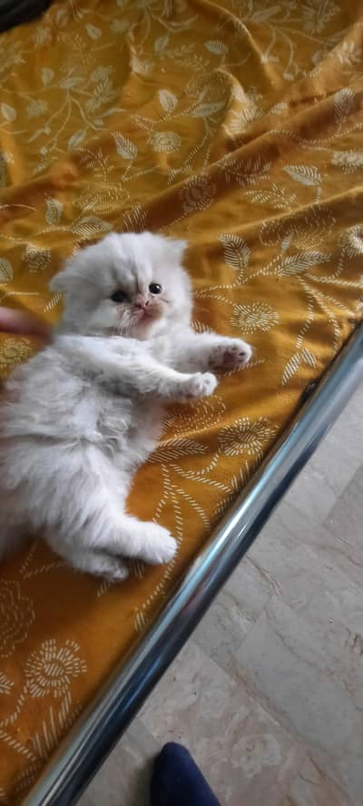 persian female kitten 0310 2044458