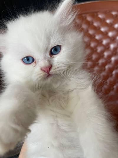Persian kittens for sale