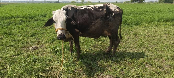 cholistani friesian cross cow