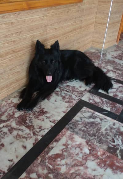 Imported Black German shepherd for sale
